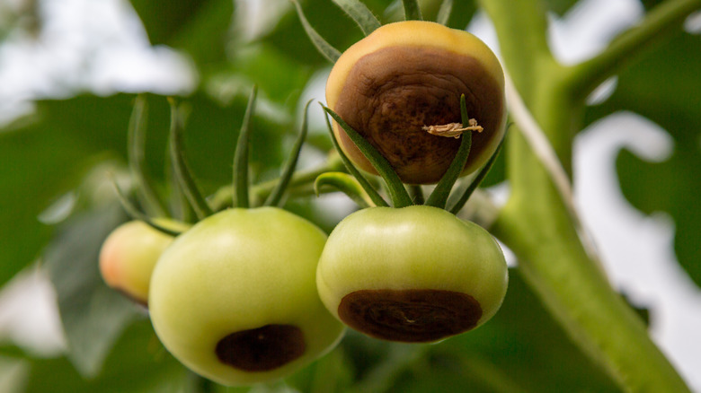 Green tomatoes with blossom rot