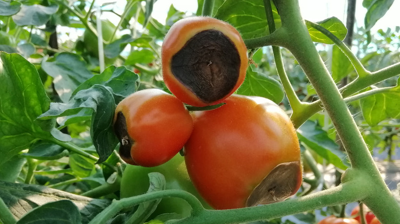 Red tomatoes with blossom rot