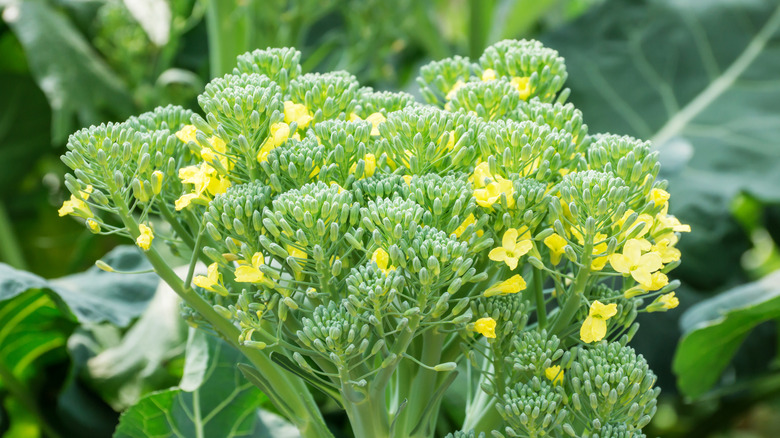 flowering broccoli 