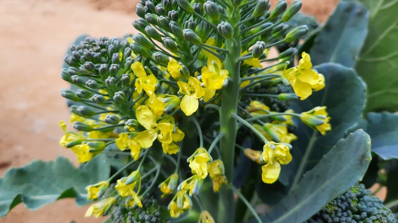 yellow broccoli flowers upclose 