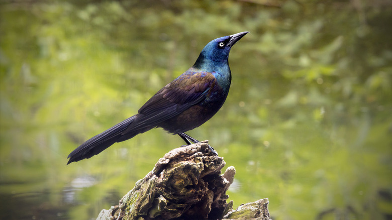 A common grackle