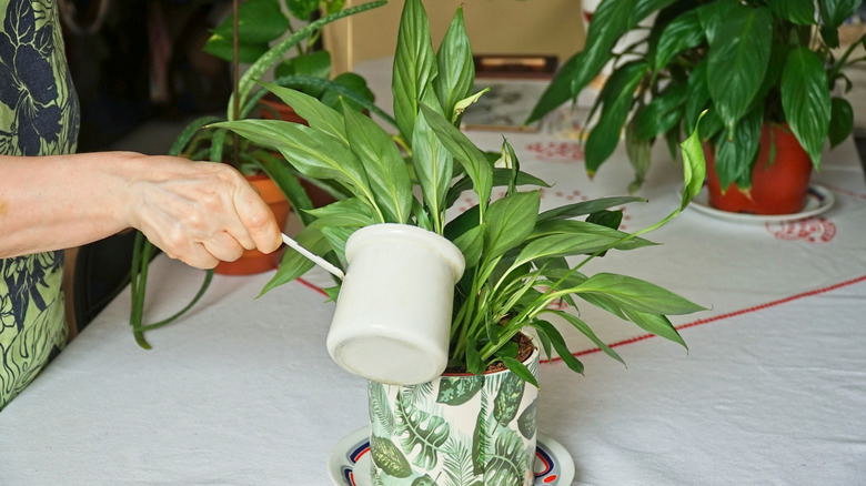 A person watering a potted, healthy-looking indoor peace lily