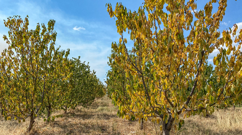 Dehydrated tree orchard