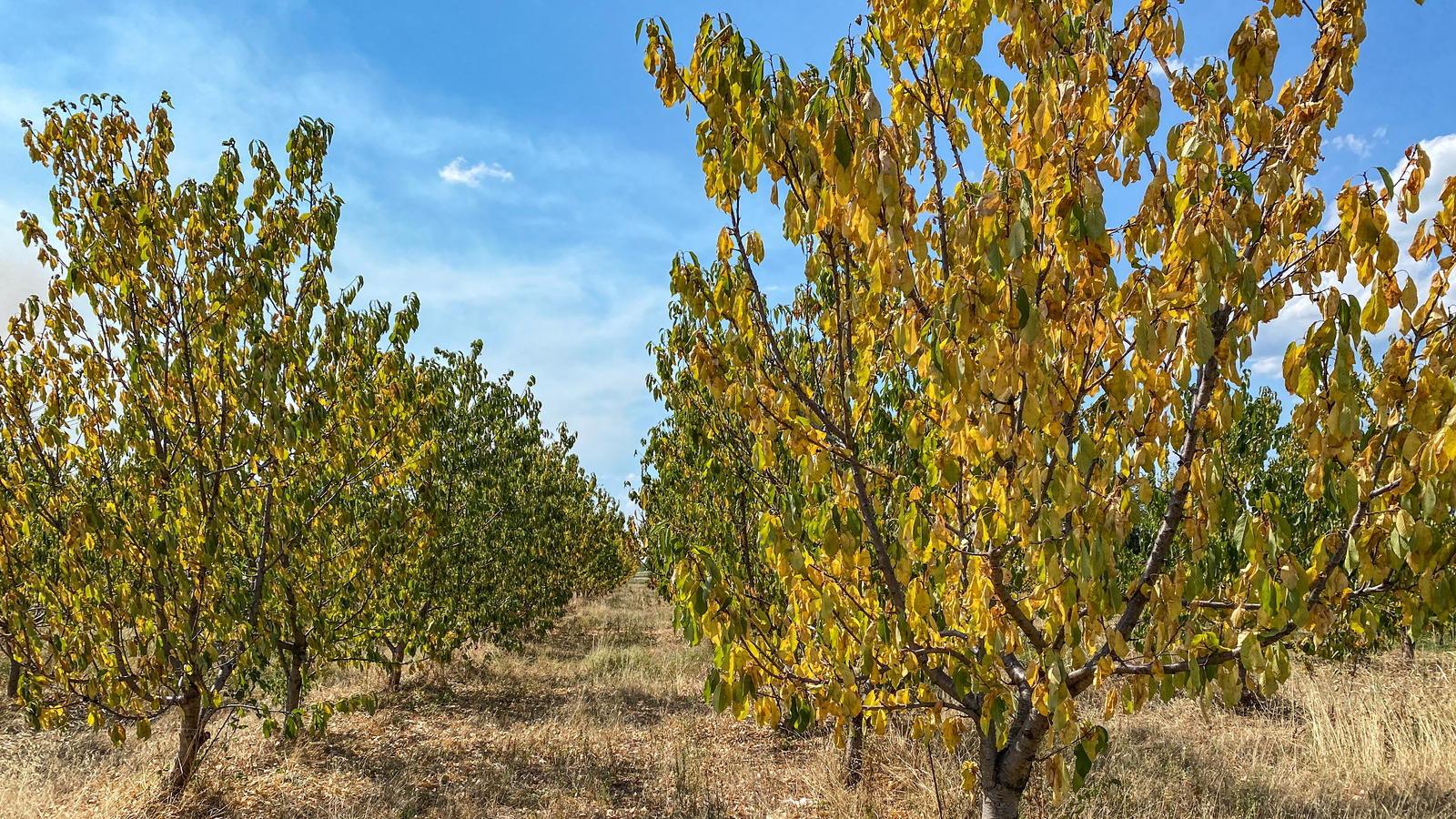 Why The Leaves On Your Fruit Tree Are Turning Yellow (And What To Do