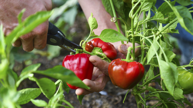 Pepper plant