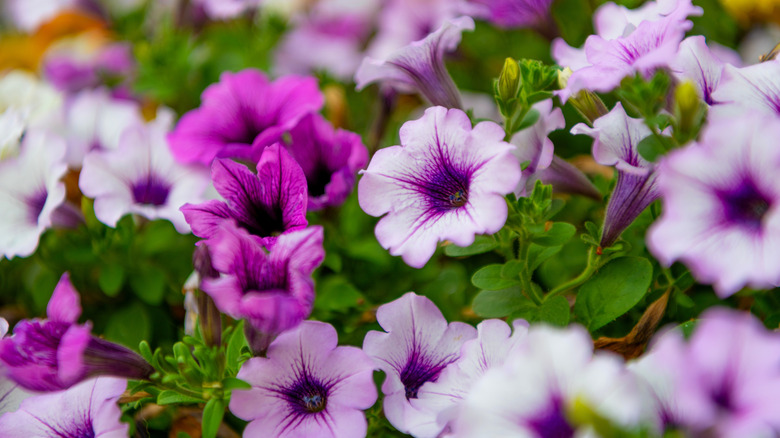 Petunias in a garden