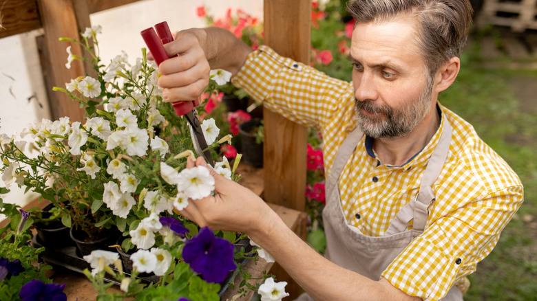 Man pruning petunias