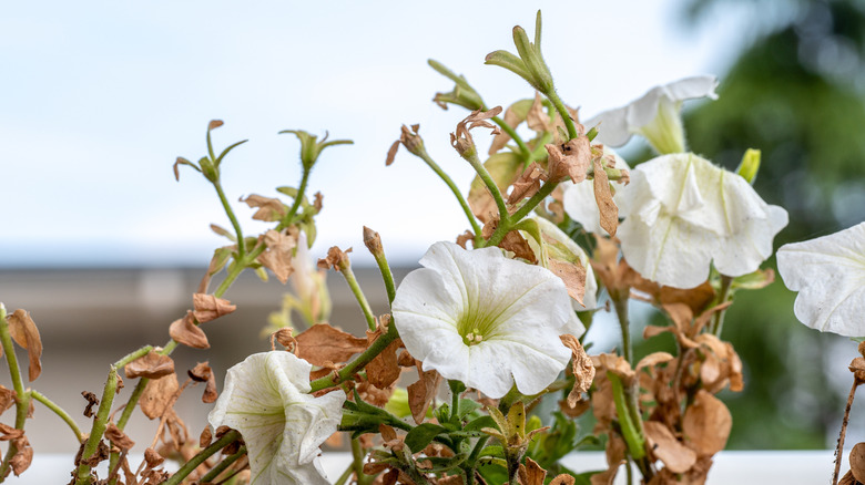 Yellowing leaves of petunias