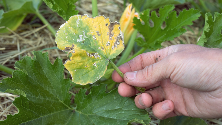 Yellow, damaged Zucchini leaf