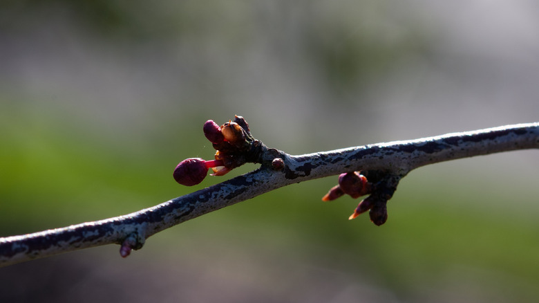 Bud of Japanese maple