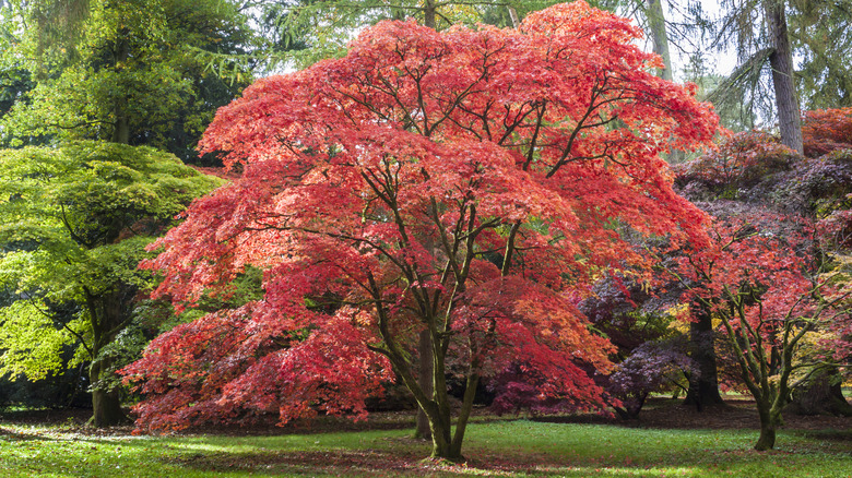 Japanese maple tree in yard.