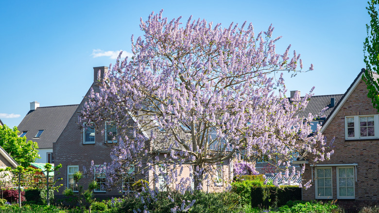 A blooming empress tree in front of brick homes