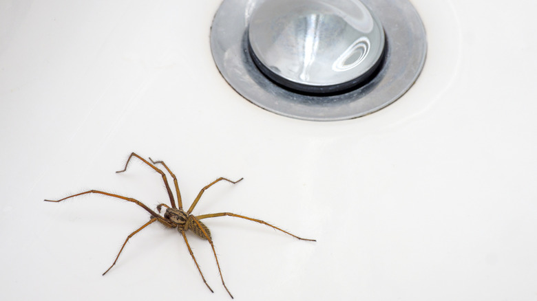 A spider trapped in a wash basin