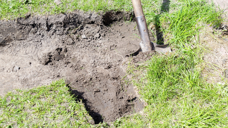 Squares of sod are being dug out.