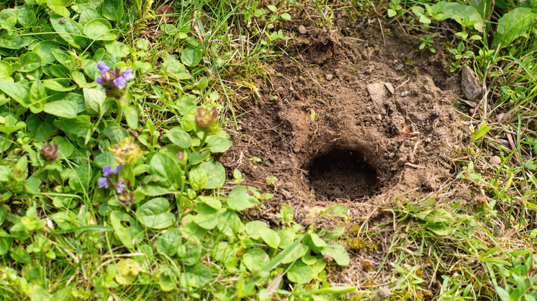 A rodent hole sits in a garden