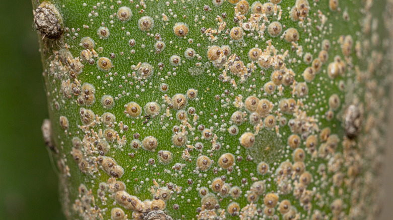 scale on cactus