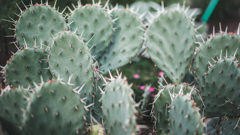 prickly pear cactus