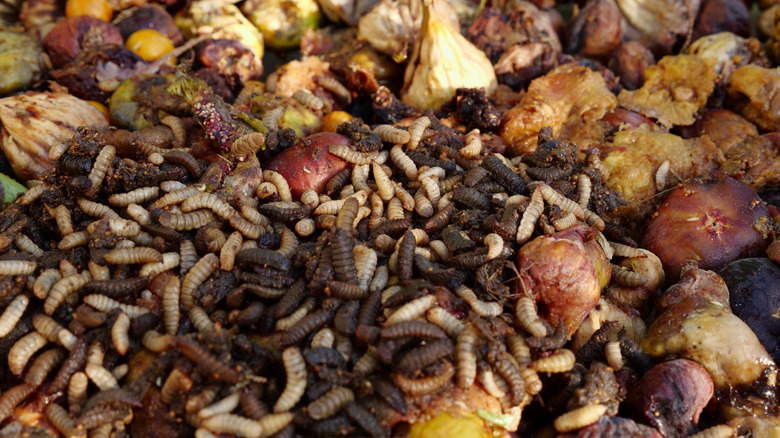 maggots in food waste