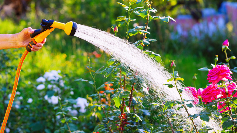 A woman using a hose to water flowers