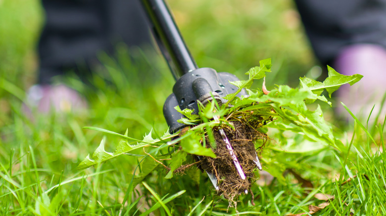 Closeup of the head of a manual weed removal tool that's just pulled up a dandelion from the lawn