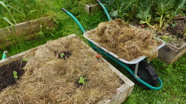 A wheelbarrow and garden bed full of grass mulch