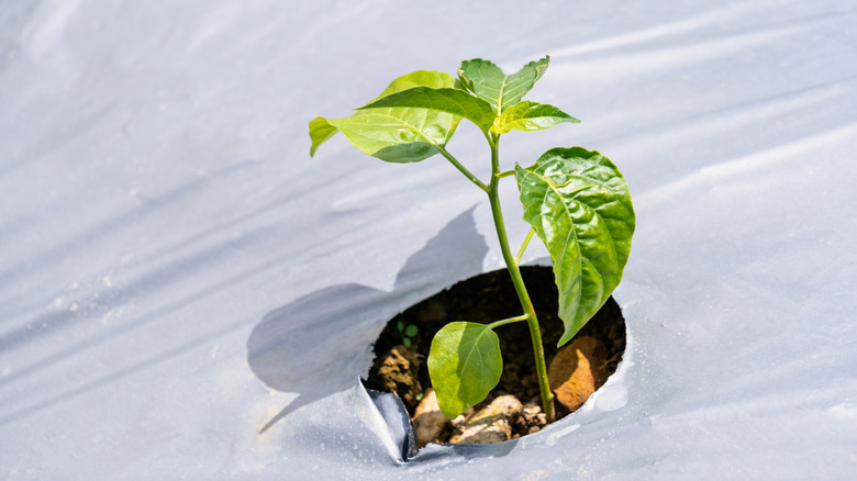 A plant growing out of plastic mulch