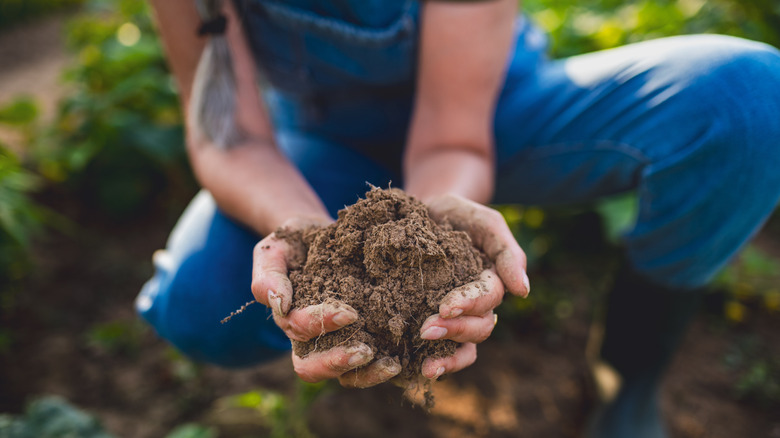 A personal wearing denim overalls crouches down outside in a garden bed and holds some soil in cupped hands.