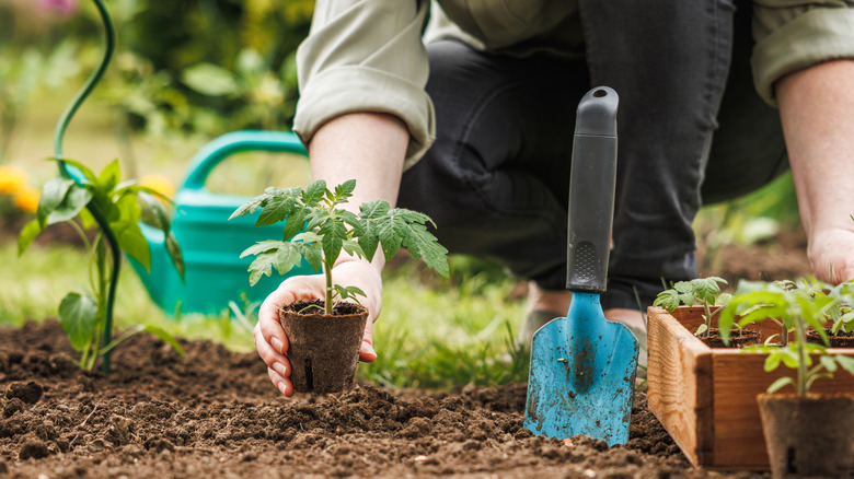 Gardener planting seedling of tomato plant in biodegradable peat pot into soil at vegetable garden.