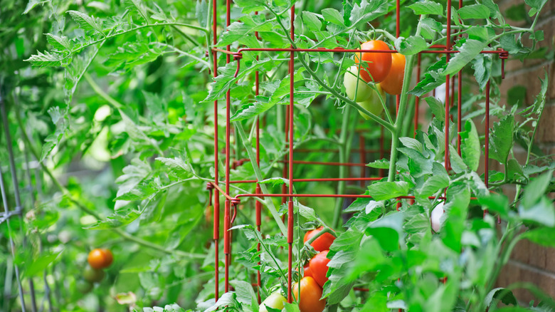 A fruiting tomato vine growing in a red wire cage in a garden.