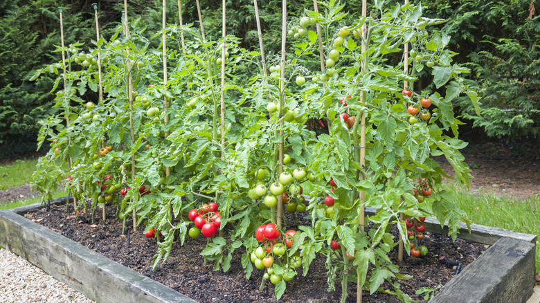 Fruiting tomato vines growing a in a raised garden bed and supported by stakes.