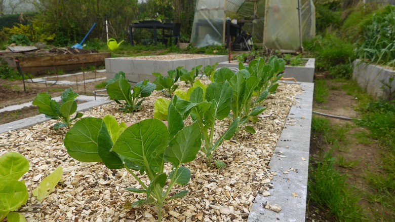 raised garden bed wood chips