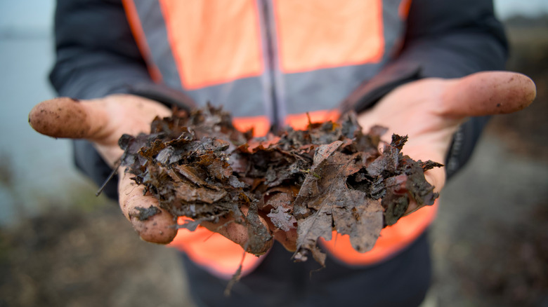 A person holding dry brown fallen leaves at a compost and fermentation site