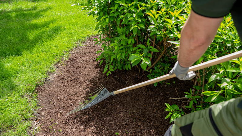person raking mulch in garden bed