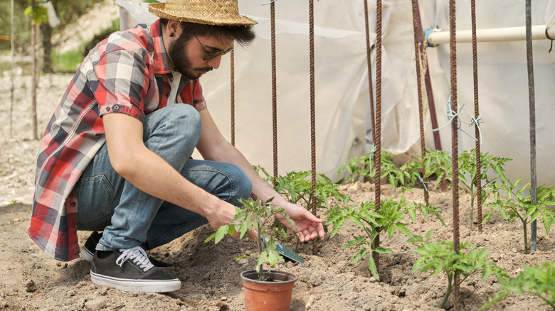 A gardener plants tomato seedlings next to tall stakes in a newly prepared bed.