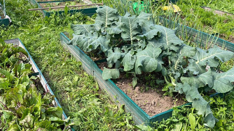 Large brassicas growing in a raised garden bed in a large backyard full of garden beds and other vegetables.