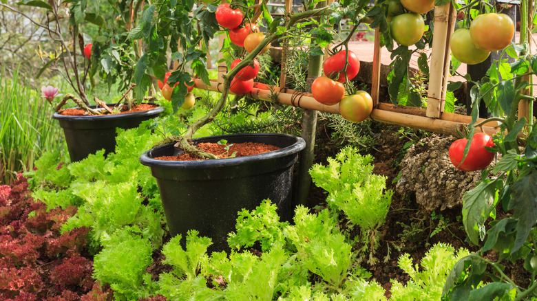 Tomatoes growing in pots in a garden bed with two kinds of lettuce growing around them.