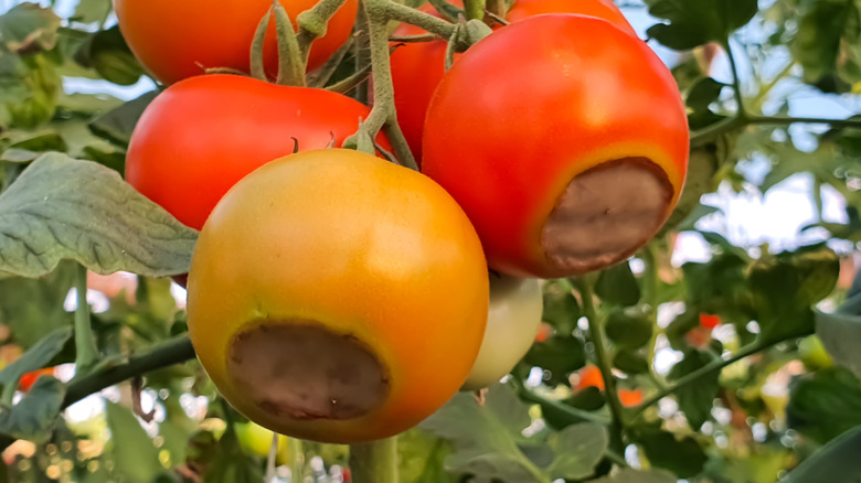 Red and  yellow tomatoes on the vine with large  brown splotches on the skin.