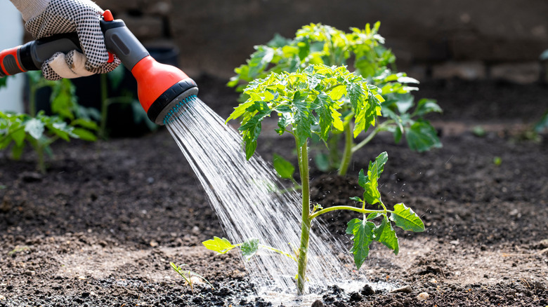 Gloved hand holding hose sprayer watering young tomato plant.