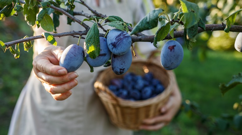 person harvesting plums