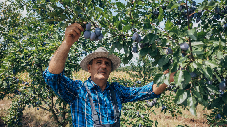 person looking at plums on trees