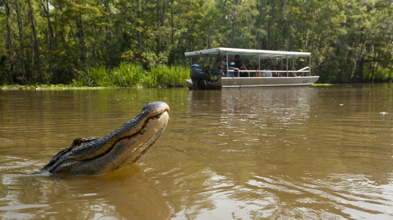 An American Alligator swimming near a tour boat in Louisiana