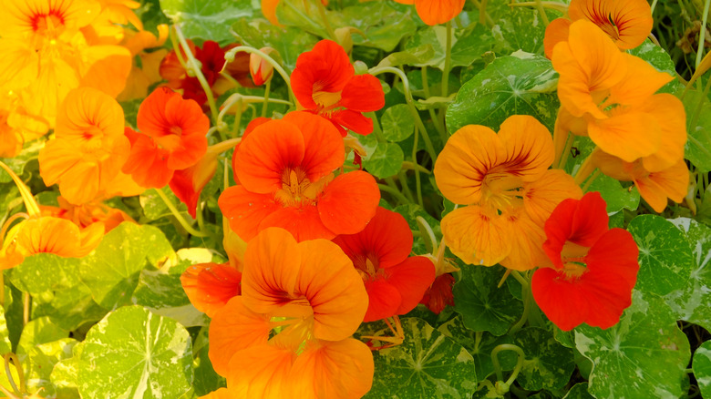 Brightly colored nasturtiums flowers growing in a garden