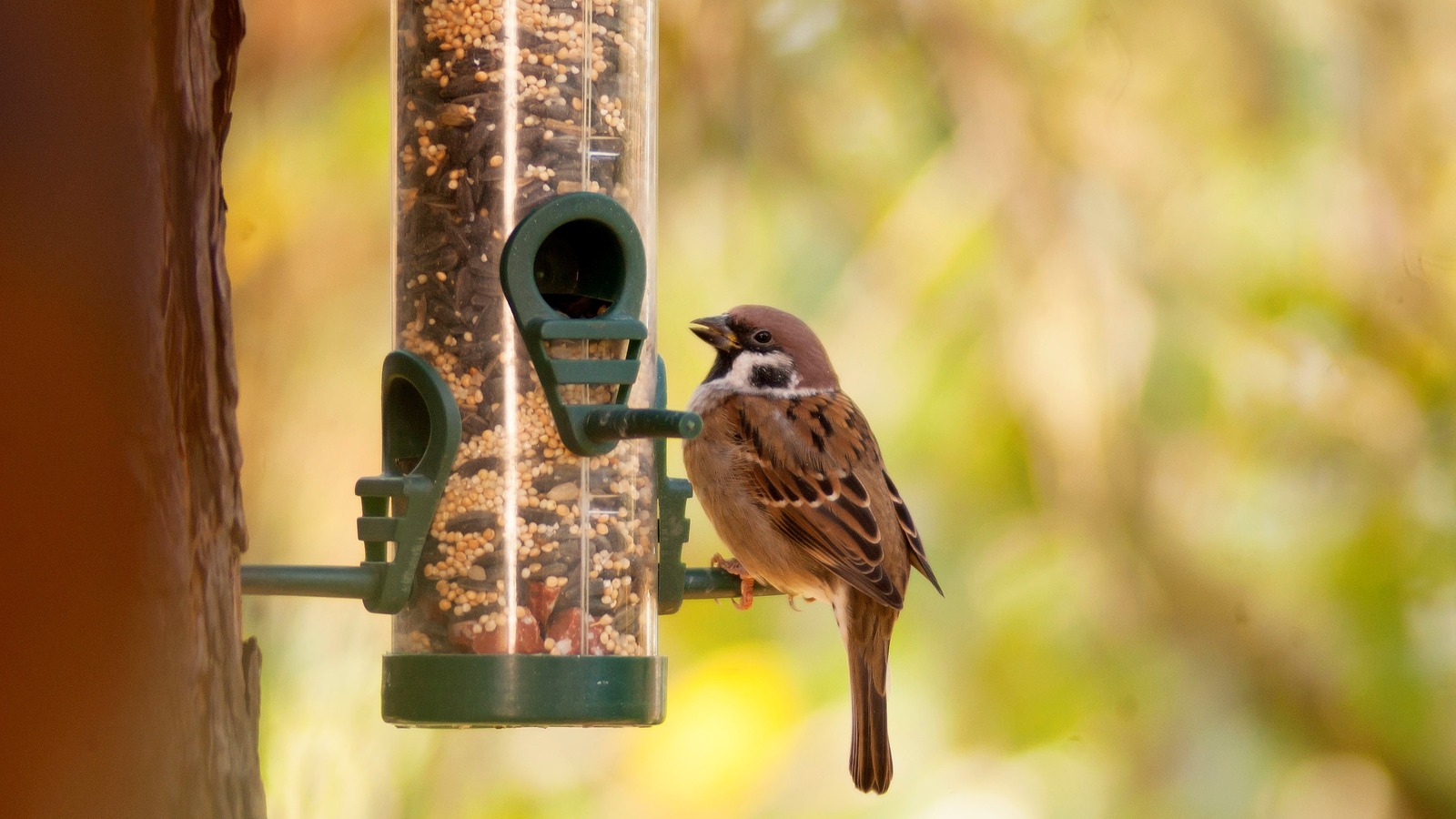 Why TikTok Ditching The Bird Feeder In Your Yard & Garden