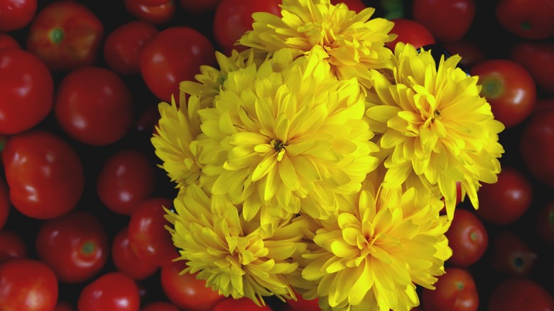 Bright yellow dahlia over tomatoes