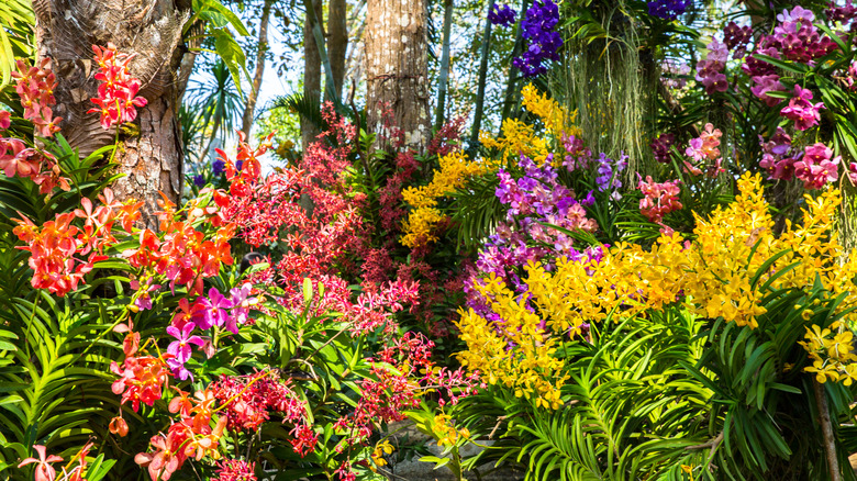 Garden with many purple, yellow, red, green, and blue flowers.