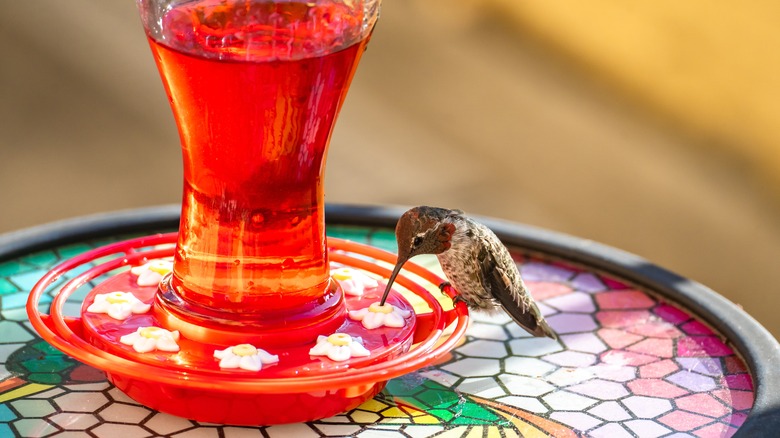 hummingbird drinking from feeder