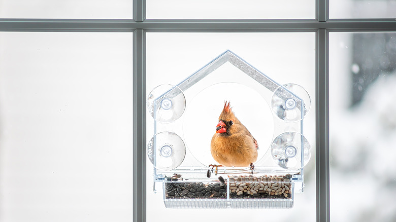 bird perched on window feeder