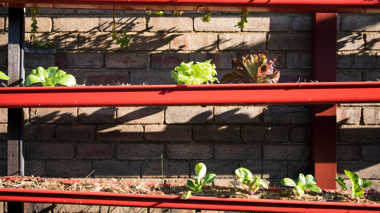 vegetable plants growing in gutters