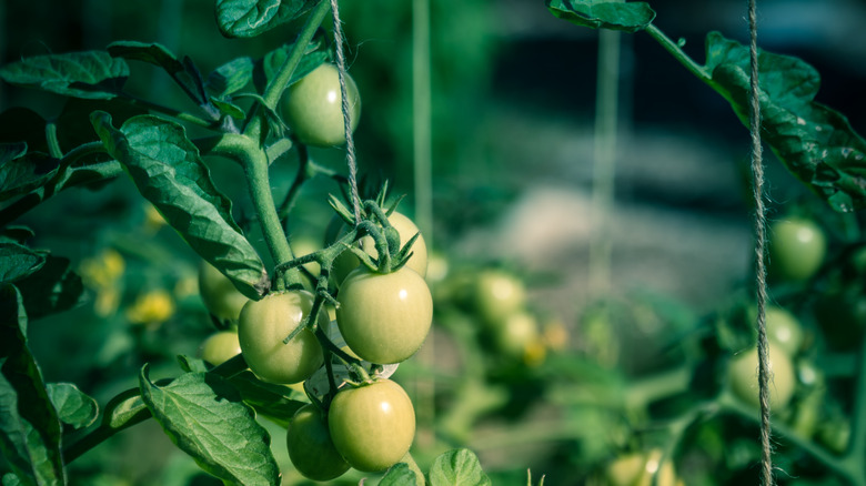 tomato vines growing vertically