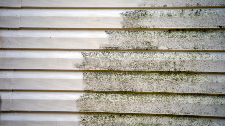 Vinyl siding close up, half covered in mold and the other half clean.